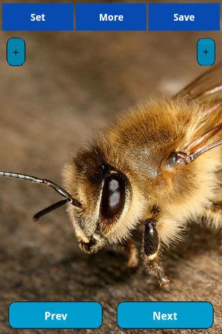 Bees wallpapers