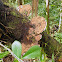 Orelha-de-pau (Turkey Tail Mushroom)