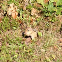 Eastern Chipmunk