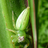 Northern Green Jumping Spiders