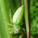 Northern Green Jumping Spiders