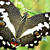 Citrus swallowtail