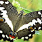Citrus swallowtail