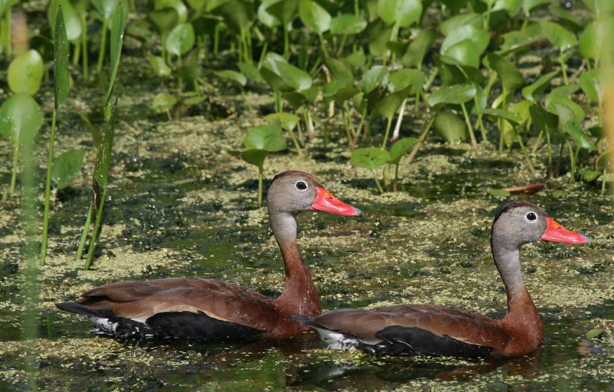 Black Bellied Whistling Ducks