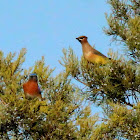 Cedar waxwing