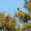 Cedar waxwing