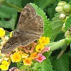 Horace's Duskwing Butterfly - Male