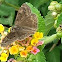 Horace's Duskwing Butterfly - Male