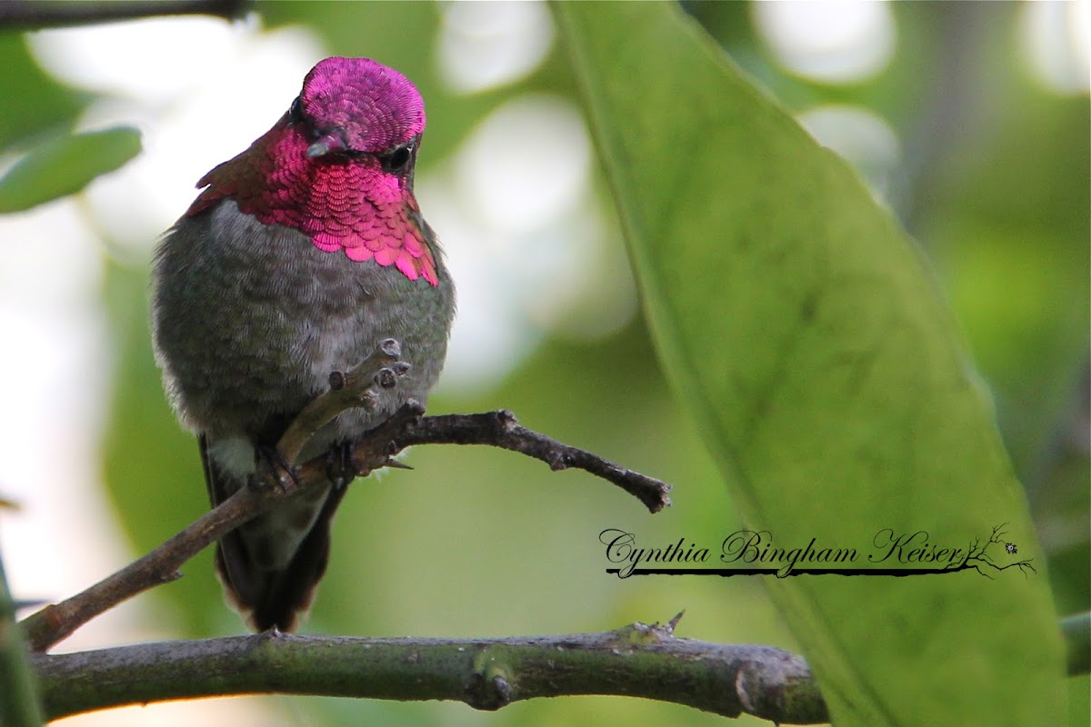 Anna's Hummingbird