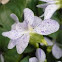 Viola sororia "freckles"