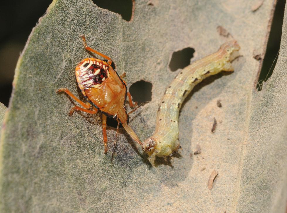 Predatory stink bug (nymph)