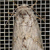 Double-lined Prominent moth