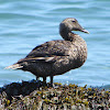 Common Eider