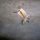 Banded Tussock Moth Caterpillar