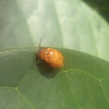 Small Orange Beetle