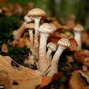 honey fungus