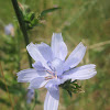 Common Chicory