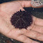 sea urchin