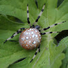 Shamrock spider