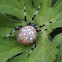 Shamrock spider