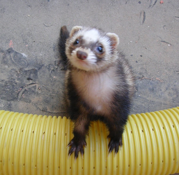 Ferret betegség: tünetek és kezelés