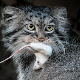 by Renos Hadjikyriacou -  