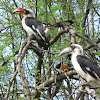 Von der Decken's Hornbill