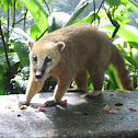 Coati, South American Coati