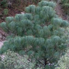 Apache pine