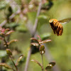 (Male) Valley Carpenter Bee