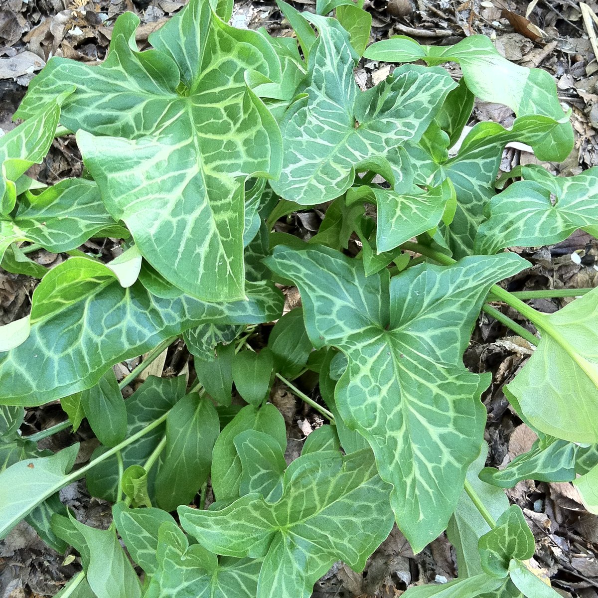 Arrowhead Plant