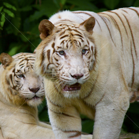 She is Mine  by Sambit Ghosh - Animals Lions, Tigers & Big Cats