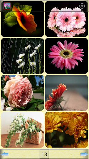 花卉圖片