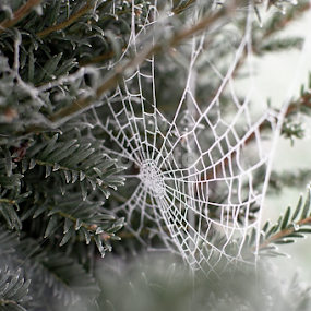 Frosty Day by Dunstan Vavasour - Nature Up Close Other Natural Objects