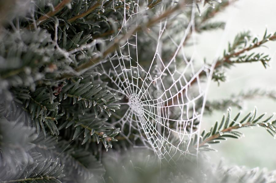 Frosty Day by Dunstan Vavasour - Nature Up Close Other Natural Objects