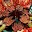 Awesome Mehndi Design Download on Windows
