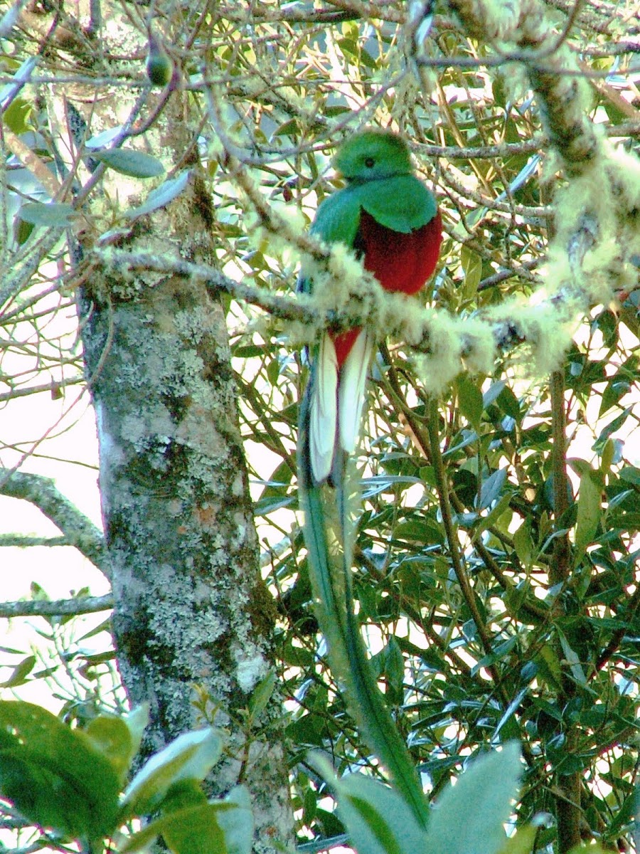 Replendent Quetzal