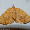 Grapevine looper moth
