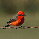 Vermilion Flycatcher  (male)