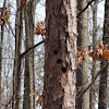 Nest Cavities in Pine Tree