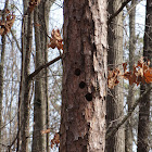 Nest Cavities in Pine Tree