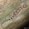 Dumbara Bent Toed Gecko