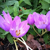 Autumn Crocus