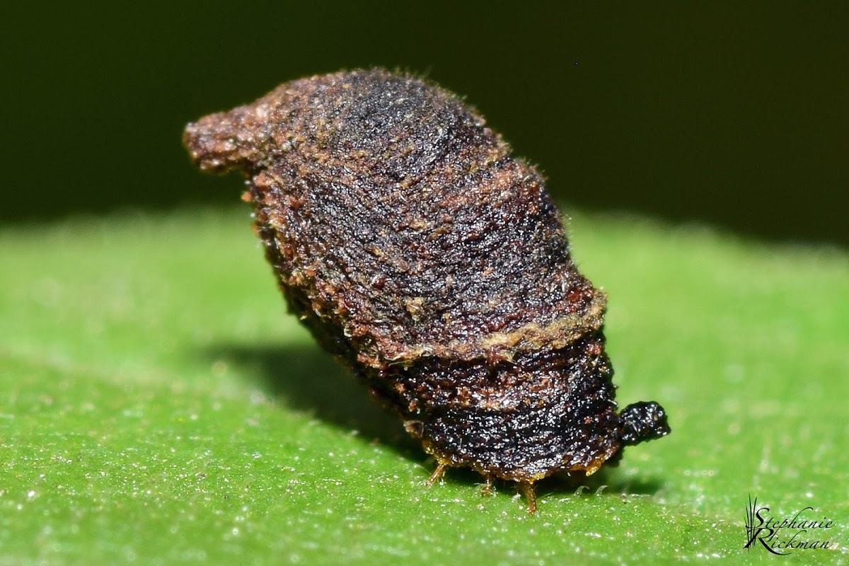 Warty Leaf Beetle Larva
