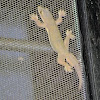flat-tailed house gecko