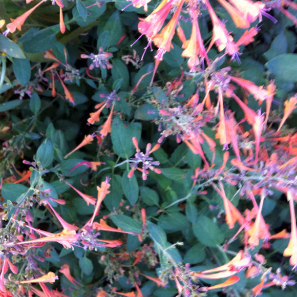 Trumpet Honeysuckle Project Noah