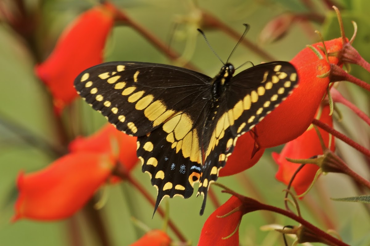 Papilio Polyxenes Stabilis