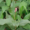 Marsh Smartweed