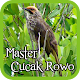 Straw-headed Bulbul APK