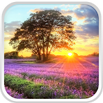 Cover Image of Download Perfect Sunset Live Wallpaper 2.0 APK